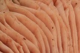 Pluteus plautus image