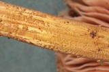 Pluteus plautus image