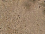 Pluteus plautus image