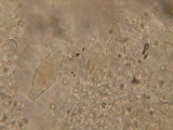 Pluteus plautus image
