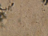 Pluteus plautus image