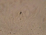 Pluteus plautus image