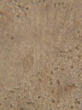 Pluteus plautus image