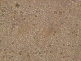 Pluteus plautus image