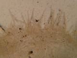 Pluteus plautus image