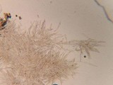 Pluteus plautus image