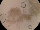 Pluteus plautus image