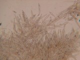 Pluteus plautus image