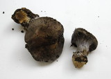 Cortinarius glaucopus image