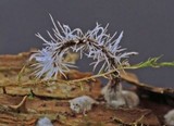 Tilachlidium brachiatum image