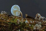 Tilachlidium brachiatum image