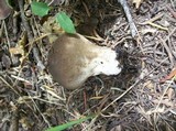 Lycoperdon nigrescens image