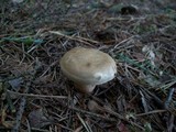 Paxillus involutus image