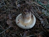 Paxillus involutus image
