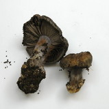 Cortinarius glaucopus image