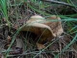 Paxillus involutus image