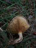 Paxillus involutus image