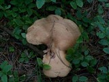 Paxillus involutus image