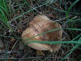 Paxillus involutus image