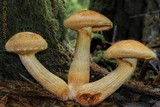 Gymnopilus viridans image
