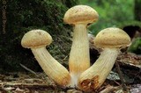 Gymnopilus viridans image