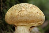 Gymnopilus viridans image