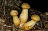 Gymnopilus viridans image