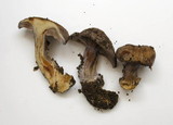 Cortinarius glaucopus image