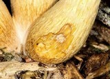 Gymnopilus viridans image