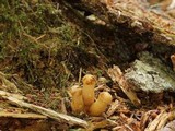 Gymnopilus viridans image