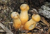Gymnopilus viridans image