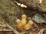 Gymnopilus viridans image