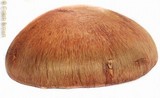 Gymnopilus viridans image