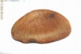 Gymnopilus viridans image
