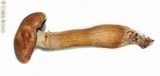 Gymnopilus viridans image