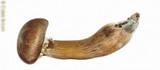 Gymnopilus viridans image