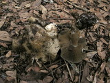 Cortinarius infractus image