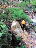 Entoloma salmoneum image