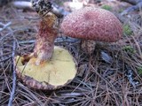 Suillus spraguei image