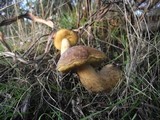 Leccinellum corsicum image