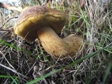 Leccinellum corsicum image