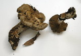 Cortinarius infractus image