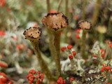 Cladonia gracilis subsp. turbinata image