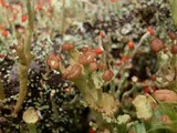 Cladonia gracilis subsp. turbinata image