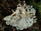 Grifola frondosa image