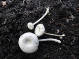 Entoloma albogriseum image