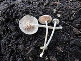 Entoloma albogriseum image