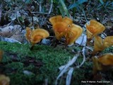 Microporus xanthopus image