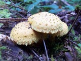 Pholiota flammans image