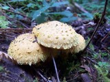 Pholiota flammans image